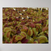 Extreme sport for flies. ポスター (正面)