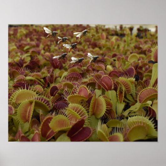 Extreme sport for flies. ポスター (正面)