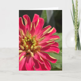 Exuberant Zinnia Blank Greeting Card カード