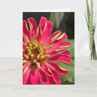 Exuberant Zinnia Blank Greeting Card カード