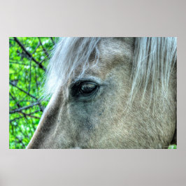 Eye of Horse White Ranch Mare写真2 ポスター