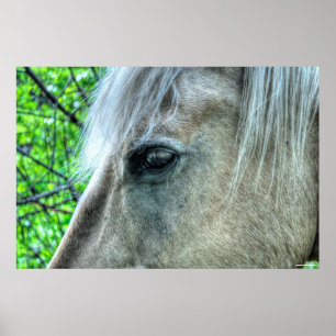 Eye of Horse White Ranch Mare写真2 ポスター