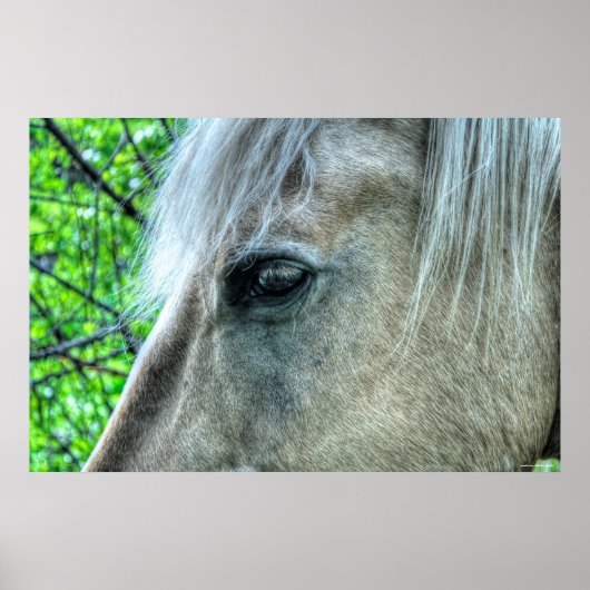 Eye of Horse White Ranch Mare写真2 ポスター (正面)