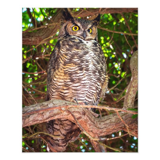 Eyes of the Night: Great Horned Owl フォトプリント (正面)