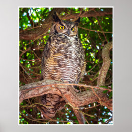 Eyes of the Night: Great Horned Owl ポスター