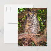 Eyes of the Night: Great Horned Owl ポストカード (正面/裏面)