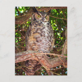 Eyes of the Night: Great Horned Owl ポストカード