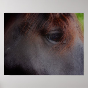 Eyes Of The Soul Percheron Draft Horse ポスター