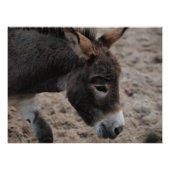 Ezel donkey  ポスター (正面)