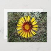 F1イエローワイルドフラワーガイラディア ポストカード (正面/裏面)