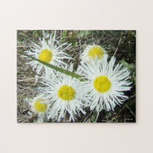 F10白い野の花が房状のノミ