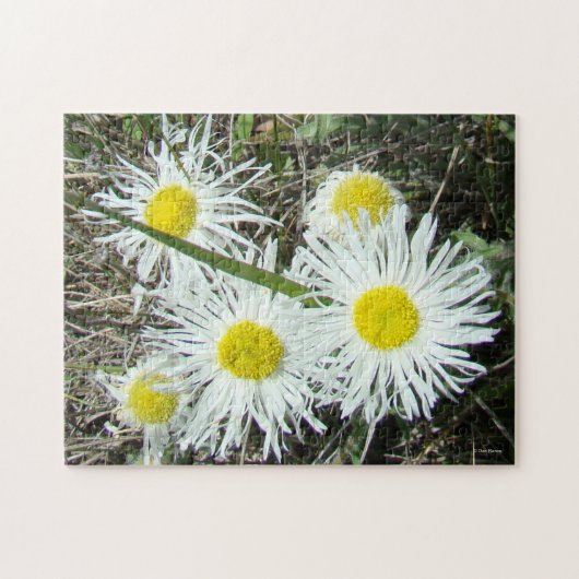F10白い野の花が房状のノミ ジグソーパズル (横)