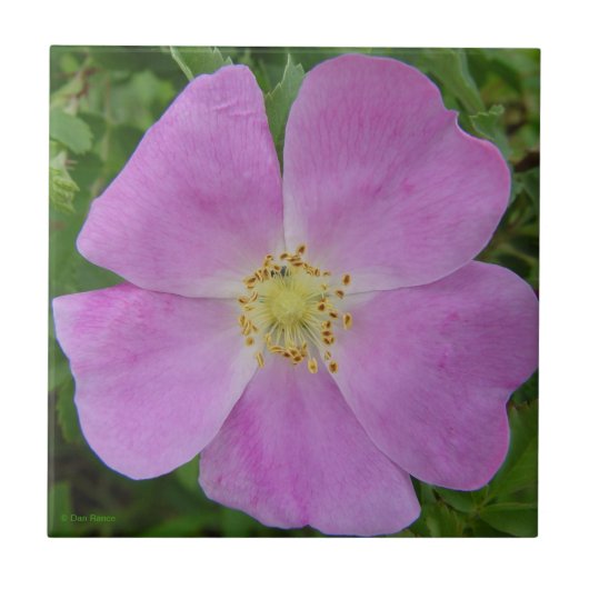 F11 プリーリー ワイルド ローズ "Rosa arkansana" タイル (正面)