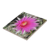 F12ボールカクタス "Escobaria vivipara" タイル (側面)