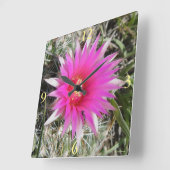 F12ボールサボテン花「エスコバリア・ヴィヴィパラ」 スクエア壁時計 (傾斜)