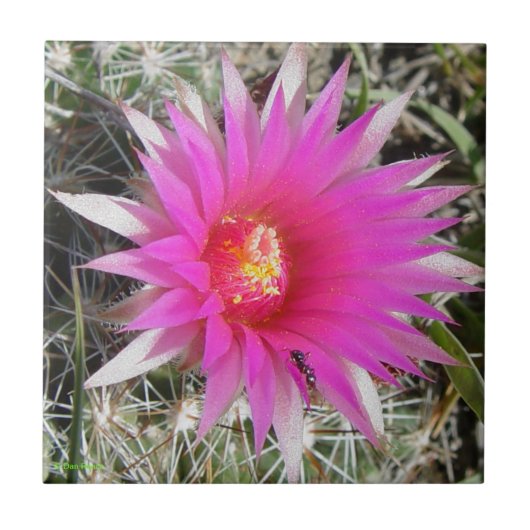 F12球のサボテン"Escobaria vivipara " タイル (正面)