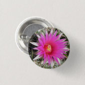 F12球のサボテン"Escobaria vivipara " 缶バッジ (正面&裏面)