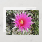 F12 バルカクタス 花 "Escobaria vivipara" ポストカード (正面/裏面)