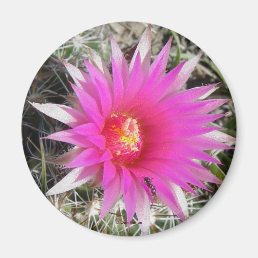 F12 ボールサボテンの花 "Escobaria vivipara" マグネット (正面)