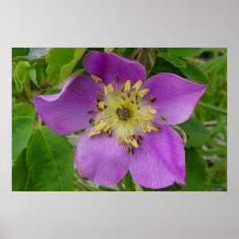 F13プリックリーバラアルバータワイルドバラ ポスター