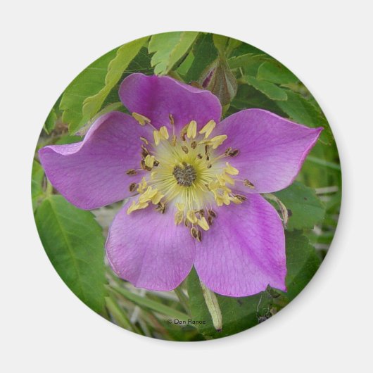 F13ワイルドバラアルバータワイルドバラプリックリーバラ マグネット (正面)