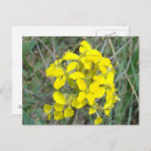 F14黄色い野草 ポストカード (正面/裏面)