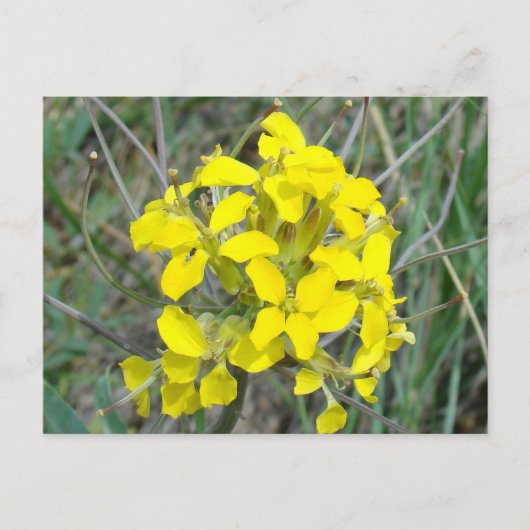 F14黄色い野草 ポストカード (正面)