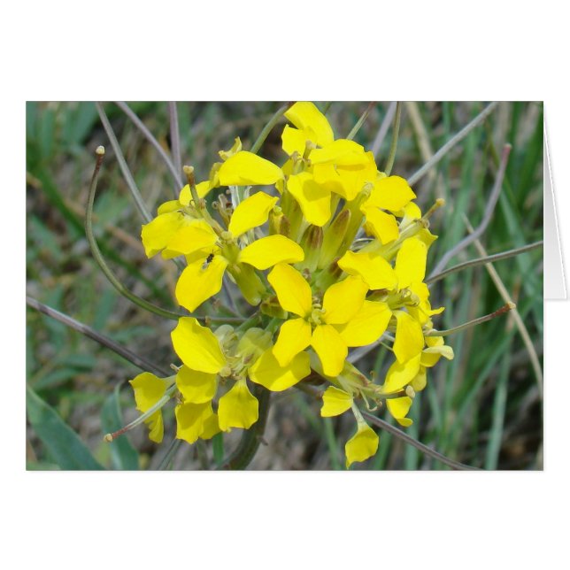F14 黄色野花 (正面横)