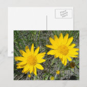 F15イエローワイルドフラワーズニーズウィード ポストカード (正面/裏面)