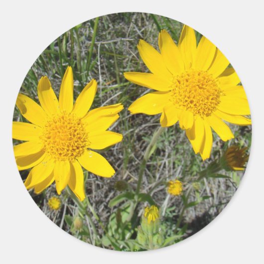 F15イエローワイルドフラワーズニーズウィード ラウンドシール (正面)