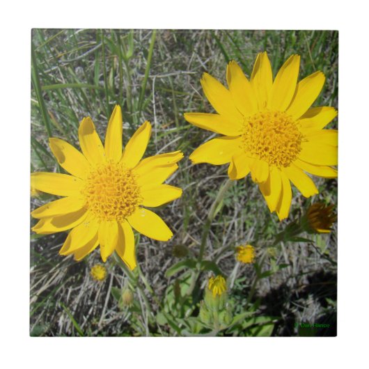 F15黄色い野生の花のSneezeweed タイル (正面)