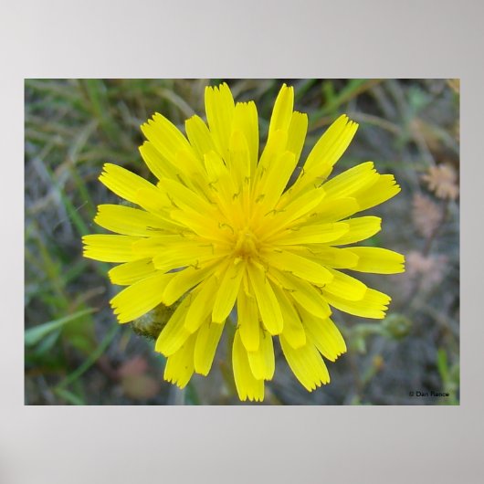 F16イエローワイルドフラワーキングデビル ポスター (正面)