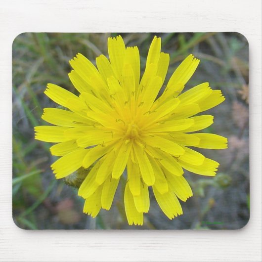 F16イエローワイルドフラワーキングデビル マウスパッド (正面)