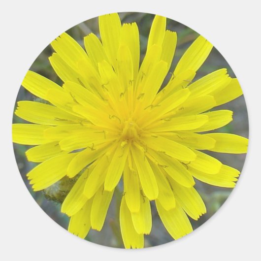 F16イエローワイルドフラワーキングデビル ラウンドシール (正面)