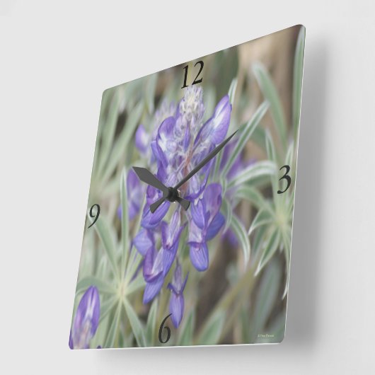 F18紫ワイルドフラワーアニュアルルパン スクエア壁時計 (傾斜)