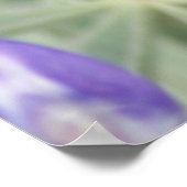 F18紫ワイルドフラワーアニュアルルパン ポスター (角)