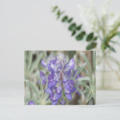F18紫ワイルドフラワーアニュアルルパン ポストカード (スタンド正面)