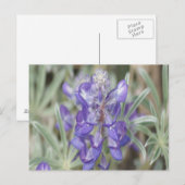 F18紫ワイルドフラワーアニュアルルパン ポストカード (正面/裏面)
