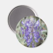 F18紫ワイルドフラワーアニュアルルパン マグネット (正面/裏面)