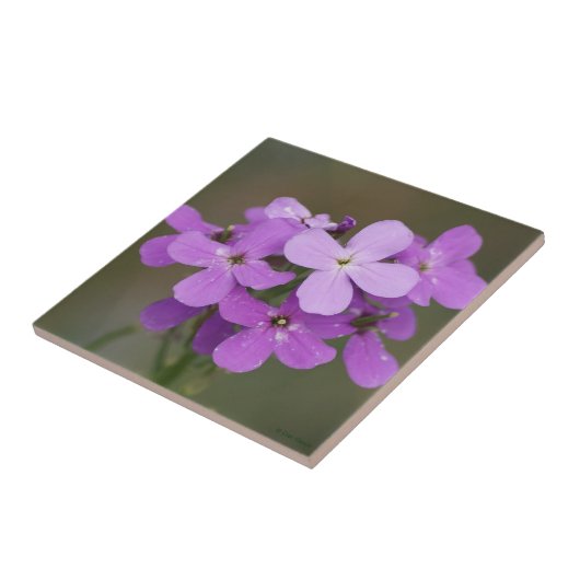 F19ロケット紫色の野生の花の貴婦人 タイル (側面)