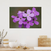 F19紫ワイルドフラワーズロケット ポスター (キッチン)