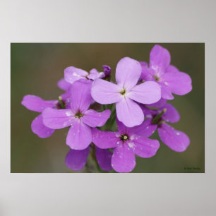 F19 パープルの野の花 ダメス ロケット ポスター