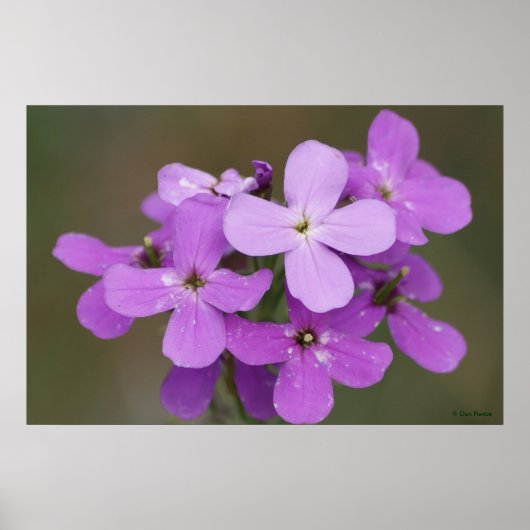 F19 パープルの野の花 ダメス ロケット ポスター (正面)