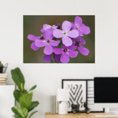 F19 パープルの野の花 ダメス ロケット ポスター (ホームオフィス)