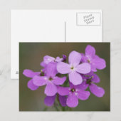 F19 紫色野花 ダメのロケット ポストカード (正面/裏面)