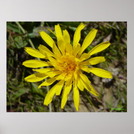 F21黄ワイルドフラワーナローリーブホークヒゲ ポスター