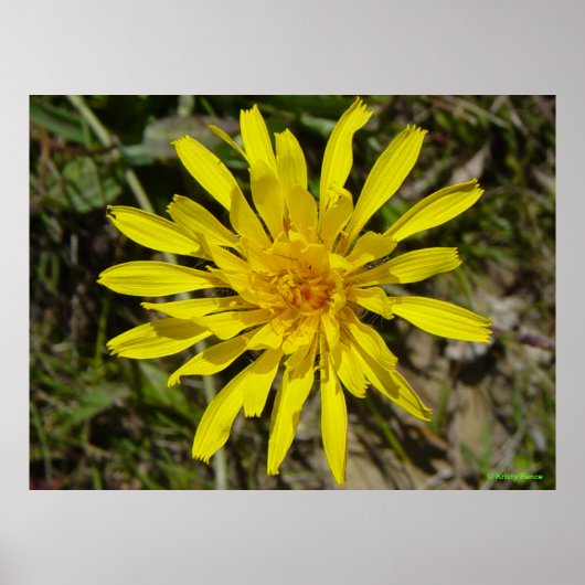 F21黄ワイルドフラワーナローリーブホークヒゲ ポスター (正面)