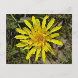 F21 イエロー ワイルドフラワー ナローリーフド ハウクスビード ポストカード