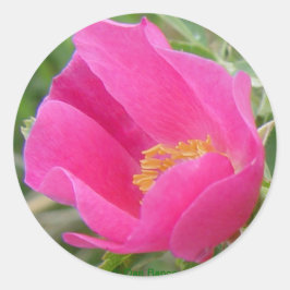 F22wワイルドバラ ラウンドシール