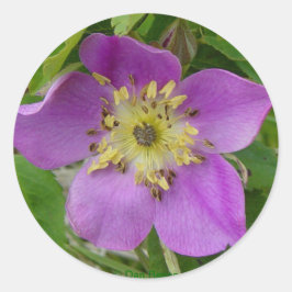 F24w ワイルドローズ "Rosa acicutaris" ラウンドシール